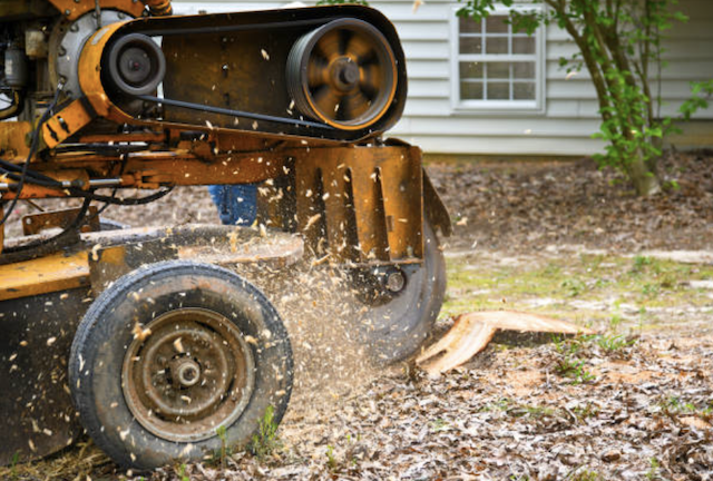 stump removal in Wilder